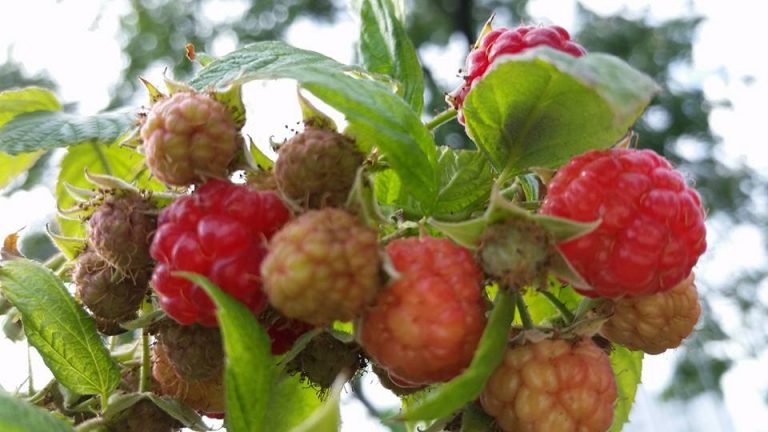 Nu e despre zmeură!