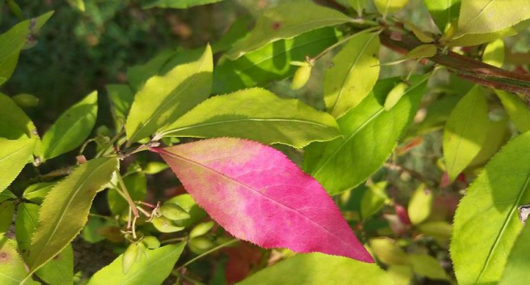 Despre unicitate sau darurile ascunse