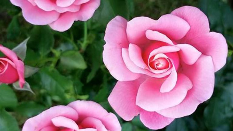 Priveşte un trandafir!