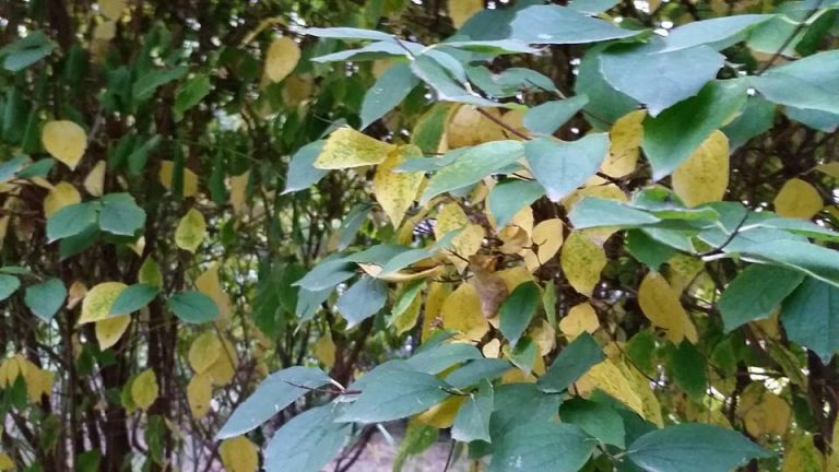 Soarele de la fereastra iernii