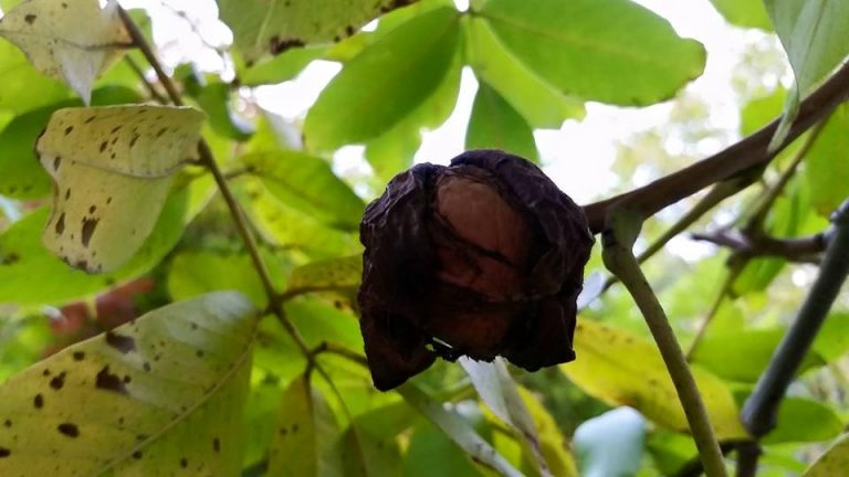 Smochine, frunze galbene şi nuci. O poveste cu Păsări Phoenix