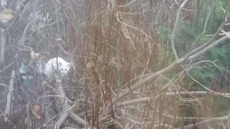 Despre pisici, metamorfoze şi flexibilitate